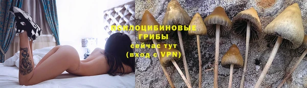 прущие грибы Карпинск